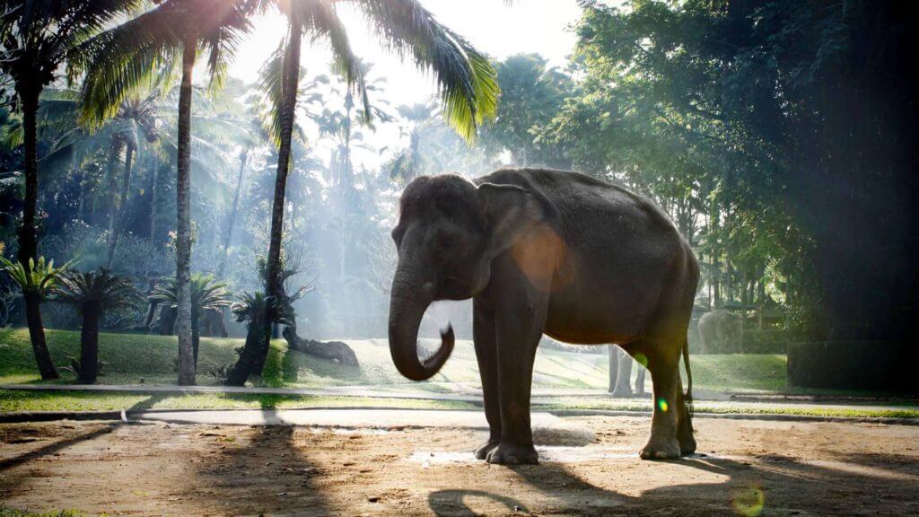 Elephant Safari Park