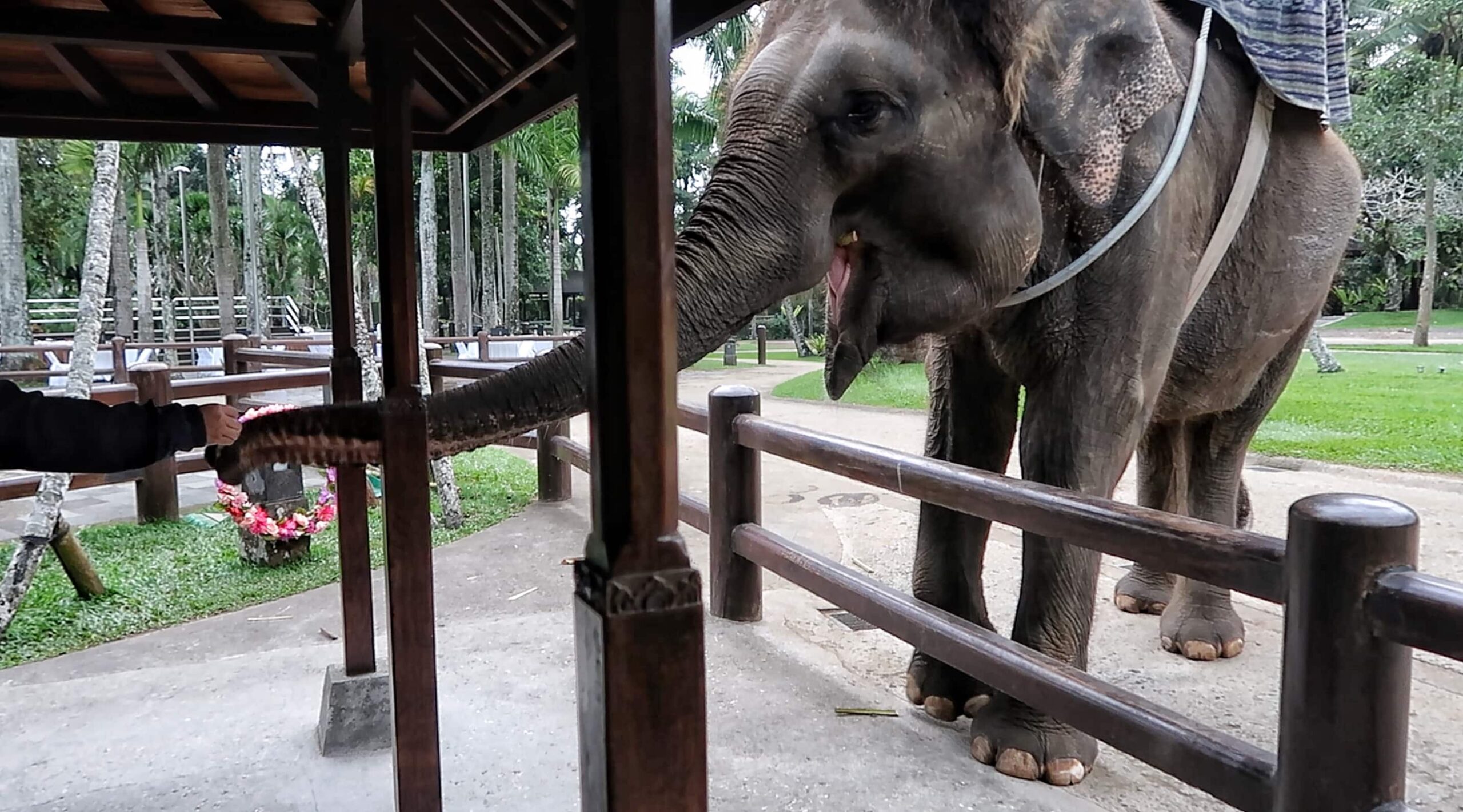 mason elephant safari park & lodge