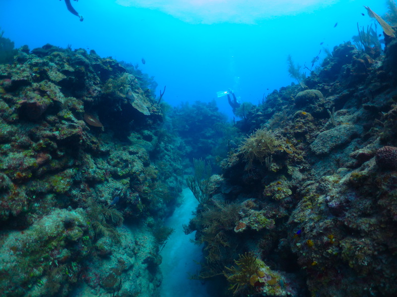 buceo xcalak méxico