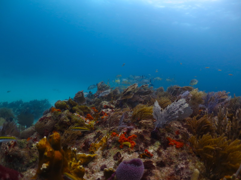 buceo xcalak méxico