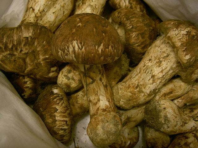 matsutake