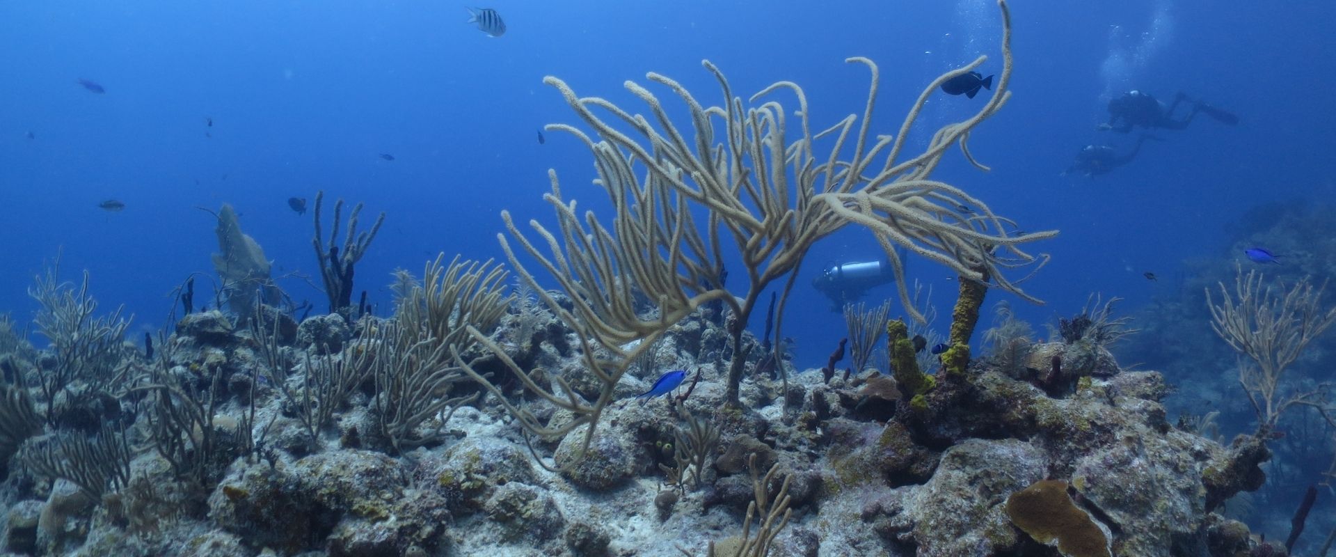 Mar adentro buceo majahual mexico