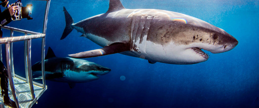 Tiburon Blanco